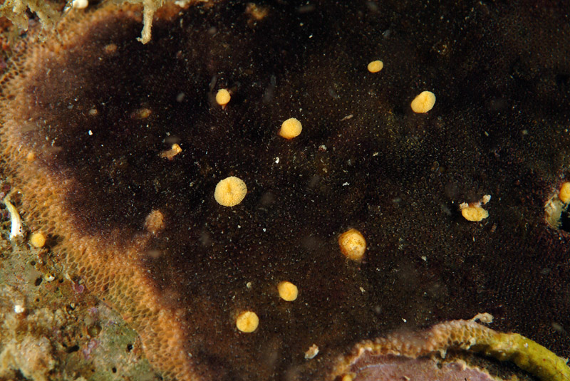 Reptadeonella violacea  (Johnston, 1847)
